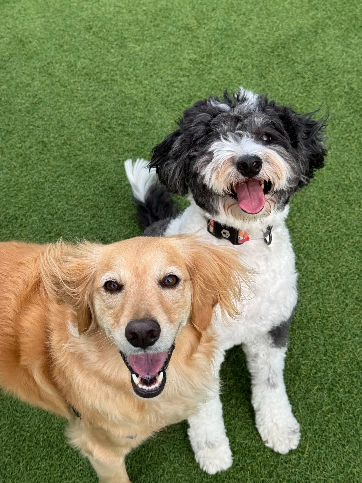A golden retriever and a black and white poodle mix standing together on green grass