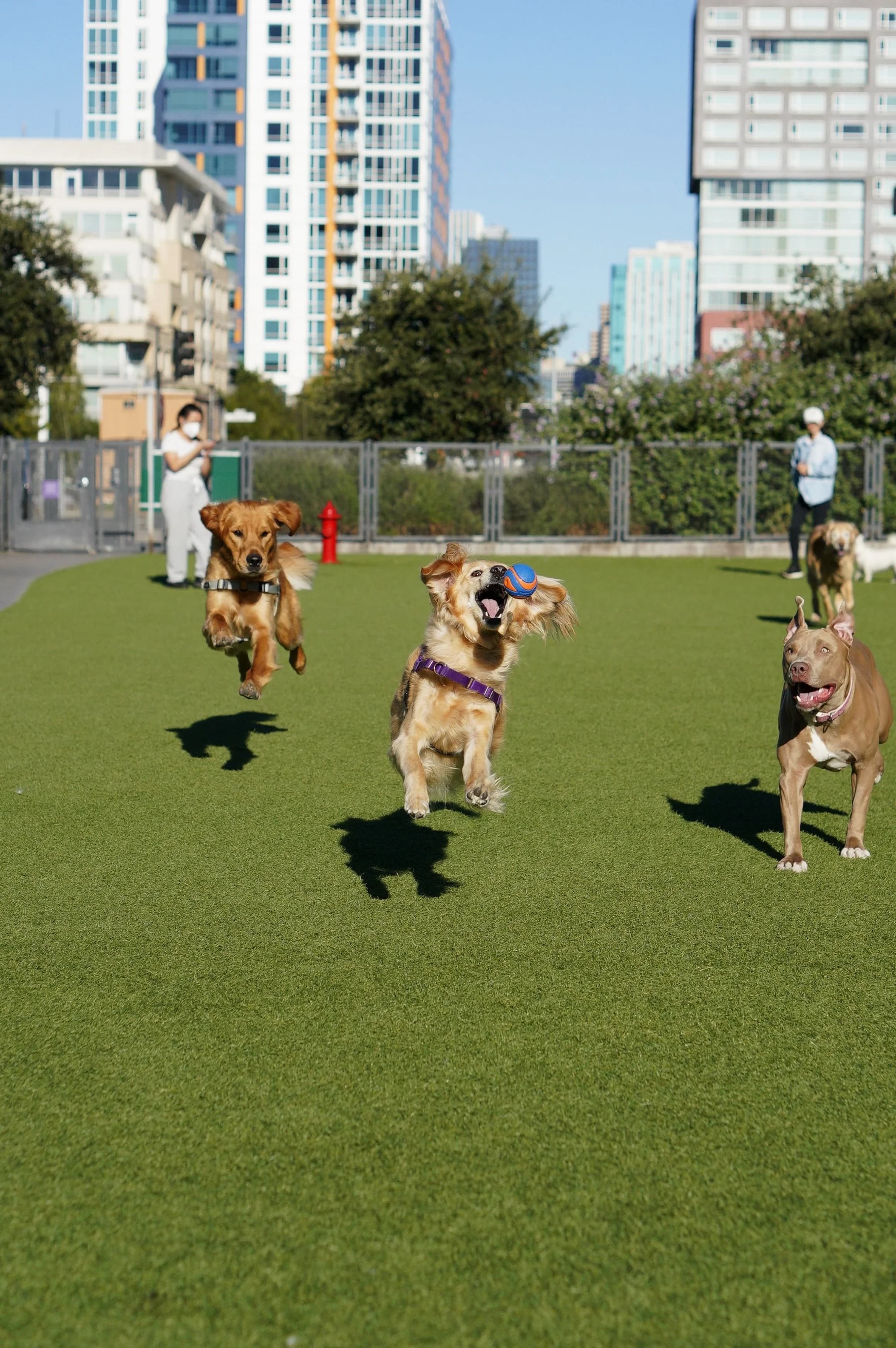 A happy dog at Tefani & So. Dogcare in San Francisco