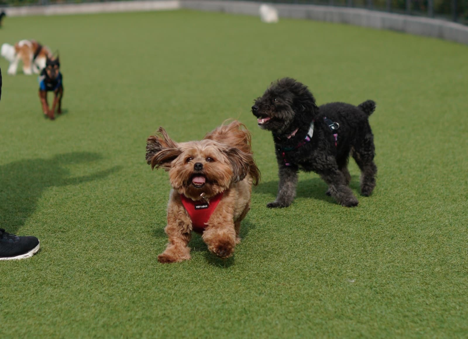 Several dogs running and playing on a grassy field at the park, a tan dog leading the pack