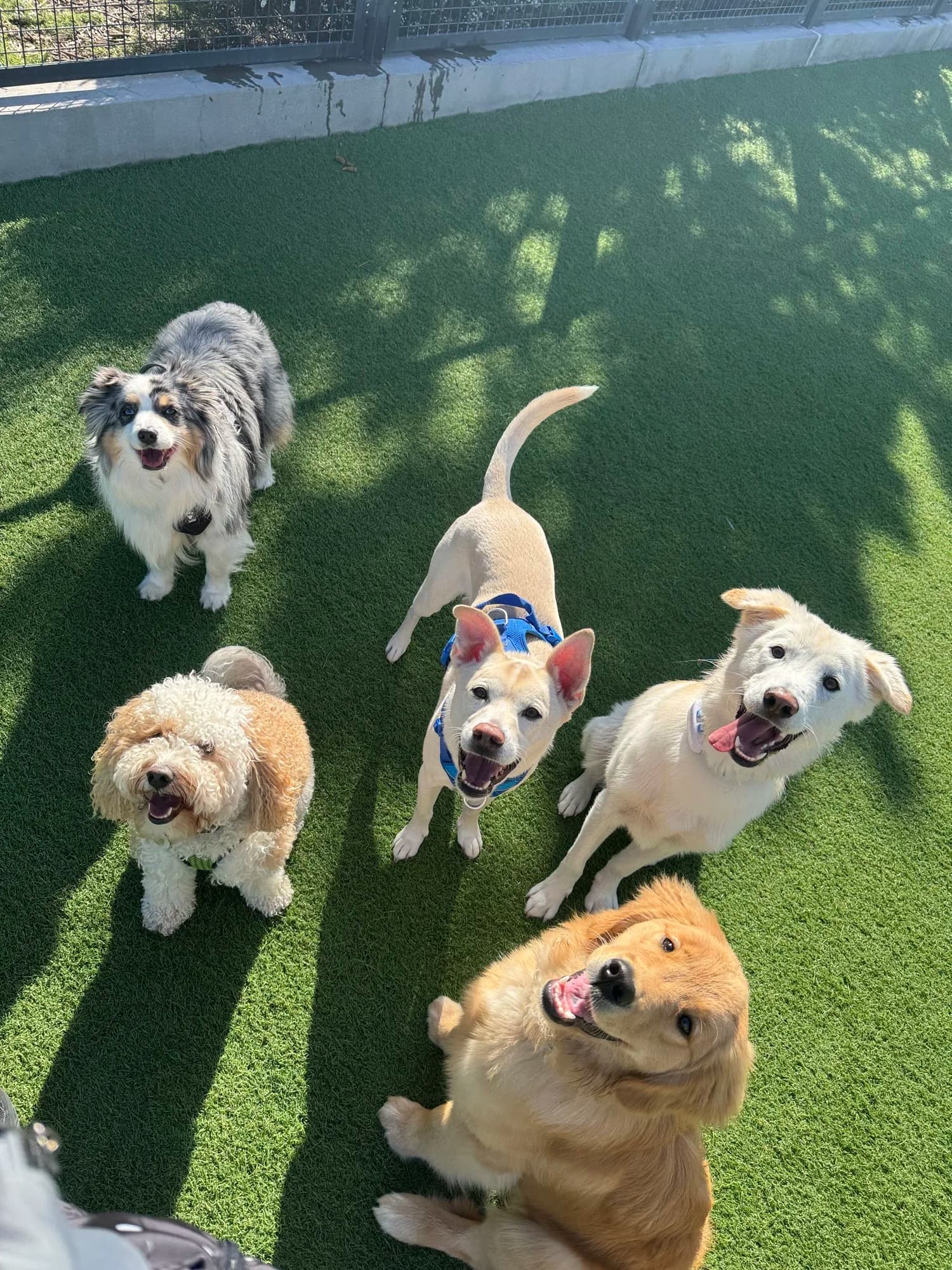 Six dogs of different breeds looking up at the camera on a grassy, fenced park lawn